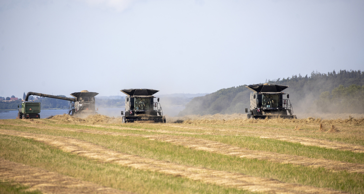 Drei Fendt IDEAL 9T beim Dreschen im Getreidefeld.