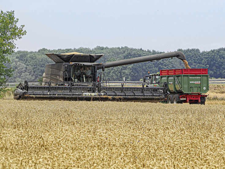La Fendt IDEAL 9T cosechando un campo de trigo con un remolque de grano.