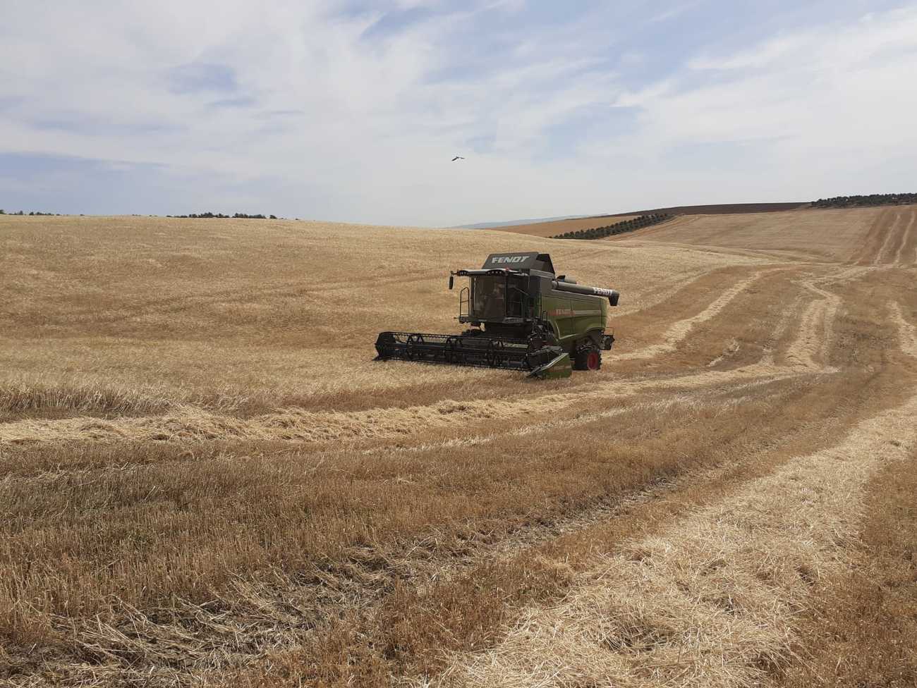 La cosechadora Fendt 6335 C PL en el campo.